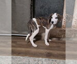 Small Photo #2 Boxer-Great Pyrenees Mix Puppy For Sale in Aurora, IN, USA