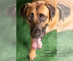 German Shepherd Dog-Mastiff Mix Dogs for adoption in Tampa, FL, USA