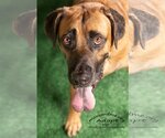 Small Photo #1 German Shepherd Dog-Mastiff Mix Puppy For Sale in Tampa, FL, USA
