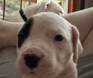 Dogo Argentino Puppy for sale in FAIRFIELD, CA, USA