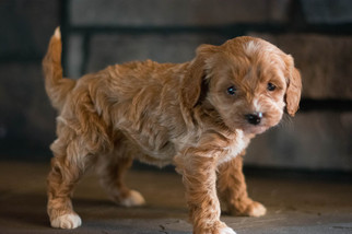 Cavapoo Puppy for sale in KENT, OH, USA