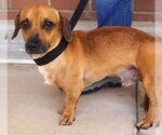 Small #1 Dachshund Mix