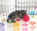 Small #11 Yorkipoo