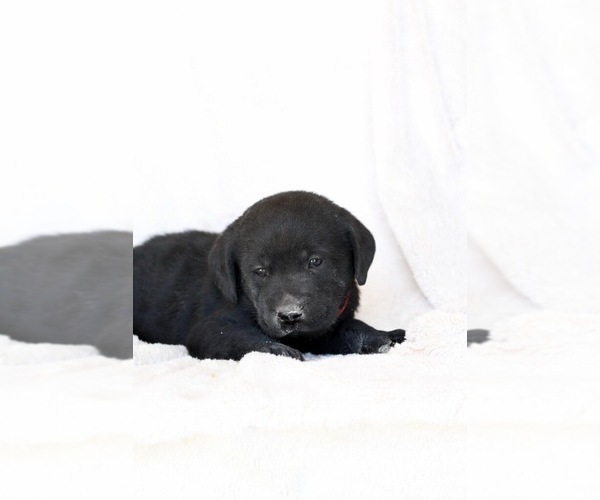 Medium Photo #11 Labrador Retriever Puppy For Sale in LINCOLN UNIV, PA, USA