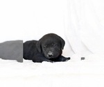 Small #10 Labrador Retriever