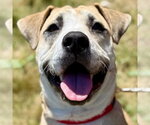 Small #7 Labrador Retriever Mix