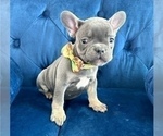 Small French Bulldog