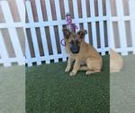 Small German Shepherd Dog