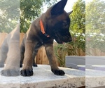 Small Photo #15 Belgian Malinois Puppy For Sale in ELK GROVE, CA, USA
