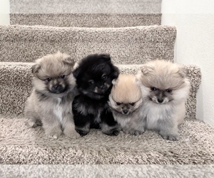 Pomeranian Puppy for sale in BRANSON, MO, USA