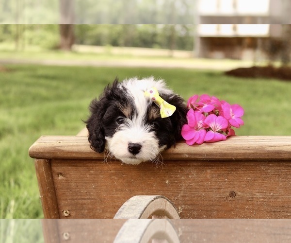 Medium Photo #11 Cavapoo Puppy For Sale in WEST SALEM, OH, USA