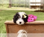 Small #10 Cavapoo