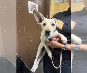 Shepradors Dogs for adoption in Stockton, CA, USA