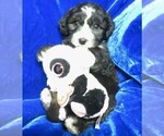 Small Photo #2 Sheepadoodle Puppy For Sale in GROVESPRING, MO, USA