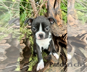 Boston Terrier Puppy for sale in AVERY, TX, USA