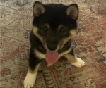 Small #1 Shiba Inu