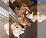 Image preview for Ad Listing. Nickname: Litter of 3