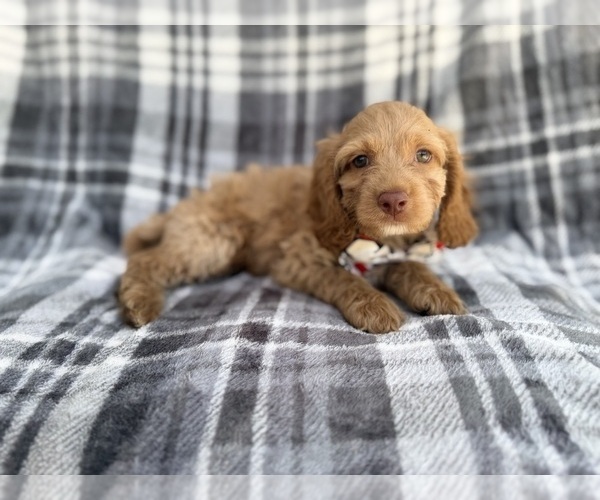 Medium Photo #7 Cock-A-Poo Puppy For Sale in LAKELAND, FL, USA