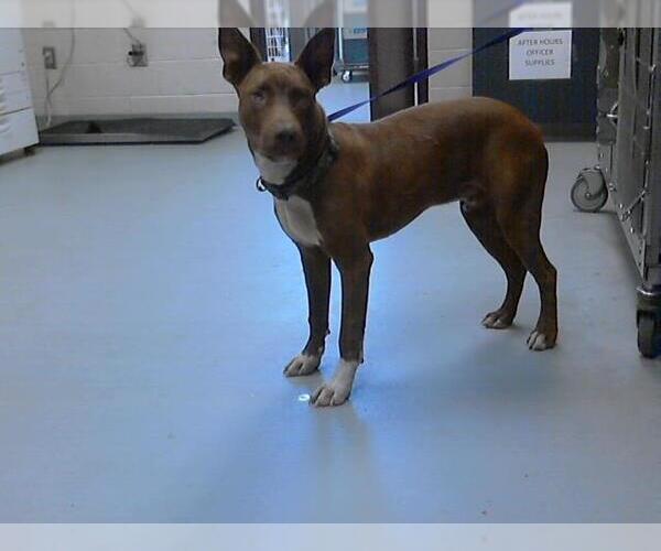 Medium Photo #1 American Pit Bull Terrier-Unknown Mix Puppy For Sale in Fayetteville, NC, USA