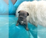 Small #4 French Bulldog