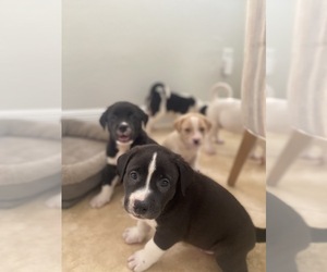 American Bully-Anatolian Shepherd Mix Puppy for sale in MIAMI, FL, USA