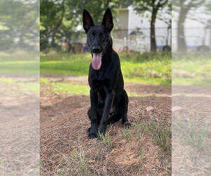 Belgian Malinois Puppy for sale in RALEIGH, NC, USA