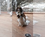 Small Photo #2 Cava-lon Puppy For Sale in FLINT, MI, USA