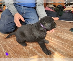 Medium Labrador Retriever