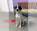 Small Photo #3 Labmatian Puppy For Sale in Genesee, WI, USA