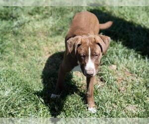 American Pit Bull Terrier-Australian Shepherd Mix Dogs for adoption in Placerville, CA, USA
