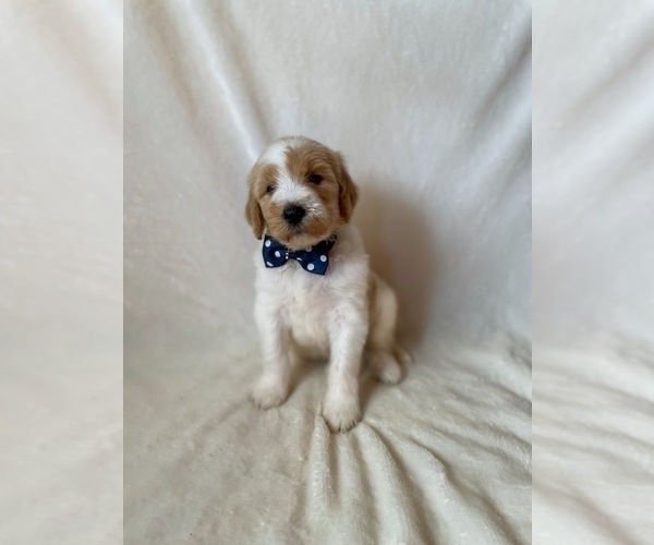 Medium Photo #7 Goldendoodle Puppy For Sale in CHESNEE, SC, USA