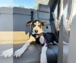 Small #4 Huskies  Mix