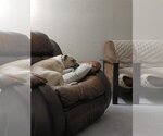 Small #3 American Pit Bull Terrier Mix