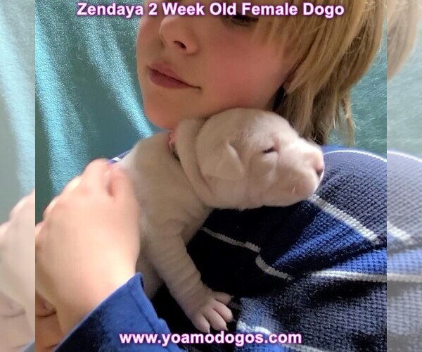 Medium Photo #48 Dogo Argentino Puppy For Sale in JANE, MO, USA