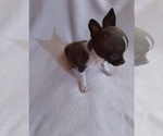 Small Chihuahua