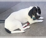 Small #1 Basset Hound Mix