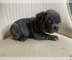 Small Photo #10 French Bulldog Puppy For Sale in CHULA VISTA, CA, USA