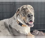 Small Great Dane