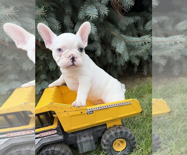 Medium Photo #3 French Bulldog Puppy For Sale in MIDDLEBURY, IN, USA