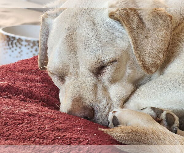 Medium Photo #14 Daug Puppy For Sale in Escondido, CA, USA