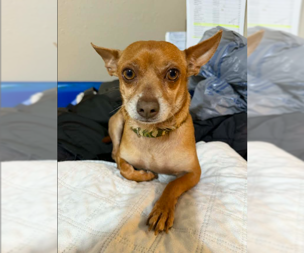 Medium Photo #1 Chihuahua-Unknown Mix Puppy For Sale in Cranston, RI, USA