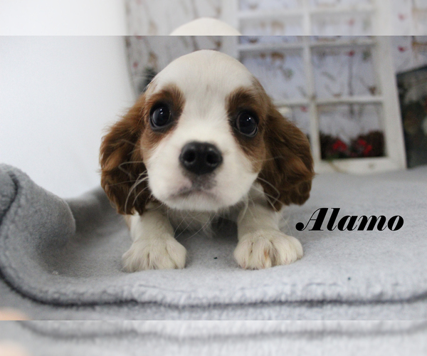 Medium Photo #16 Cavalier King Charles Spaniel Puppy For Sale in CHANUTE, KS, USA