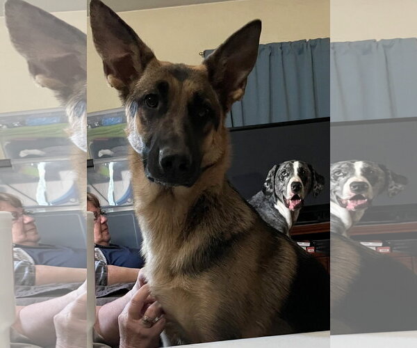 Medium Photo #2 German Shepherd Dog Puppy For Sale in Kansas City, MO, USA