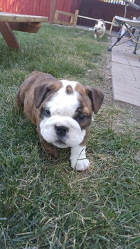 Medium Photo #1 Bulldog Puppy For Sale in OMAHA, NE, USA