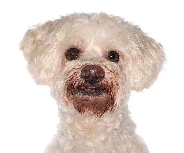 Medium Photo #1 Maltichon Puppy For Sale in Oakland Park, FL, USA