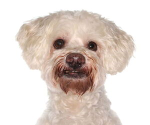 Maltichon Dogs for adoption in Oakland Park, FL, USA