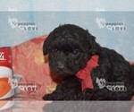 Small #2 Poodle (Toy)