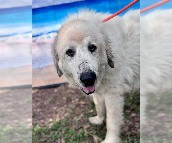 Medium Photo #6 Great Pyrenees Puppy For Sale in Spring, TX, USA