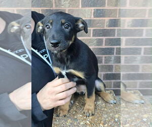 German Shepherd Dog-Unknown Mix Dogs for adoption in Minneapolis, MN, USA