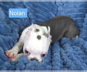 Boston Terrier Puppy for sale in MINERAL WELLS, WV, USA